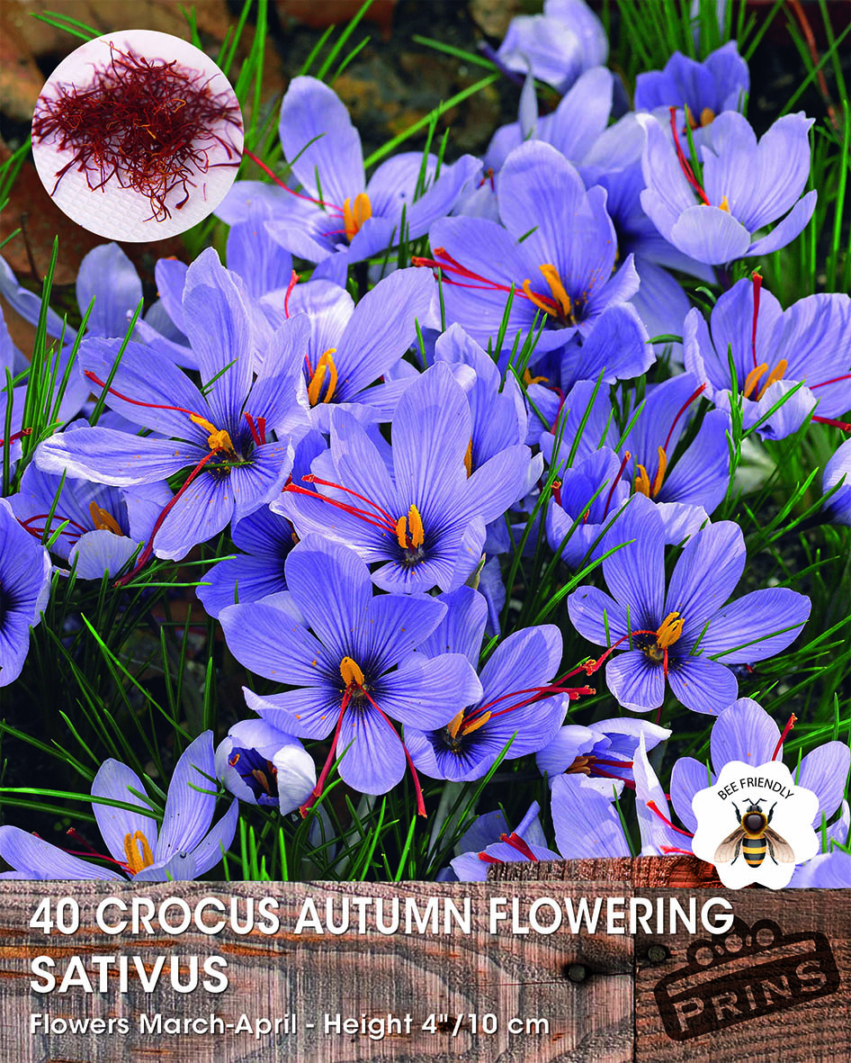 Crocus Bulbs - Plants Galore