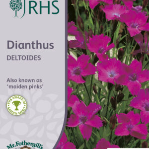 RHS Dianthus Deltoides