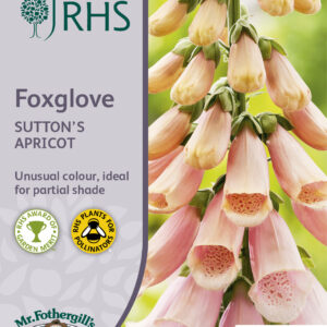 RHS Foxglove Sutton's Apricot