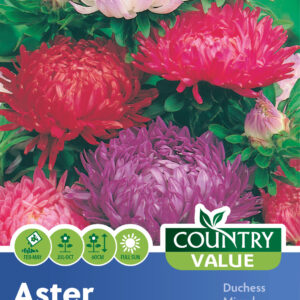 Aster Duchess Mixed