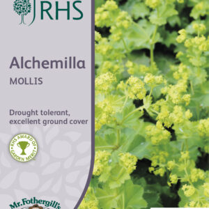 RHS Alchemilla Mollis