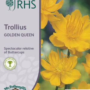 Trollius Golden Queen