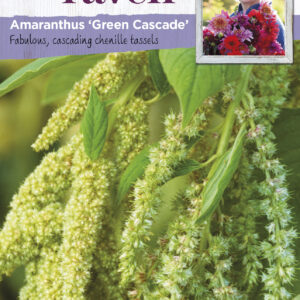 Amaranthus Green Cascade