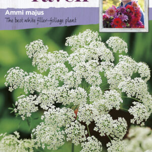 Ammi Majus