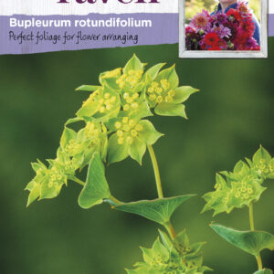 Bupleurum Rotundifolium
