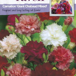 Carnation Giant Chabaud Mixed