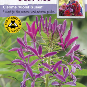 Cleome Violet Queen