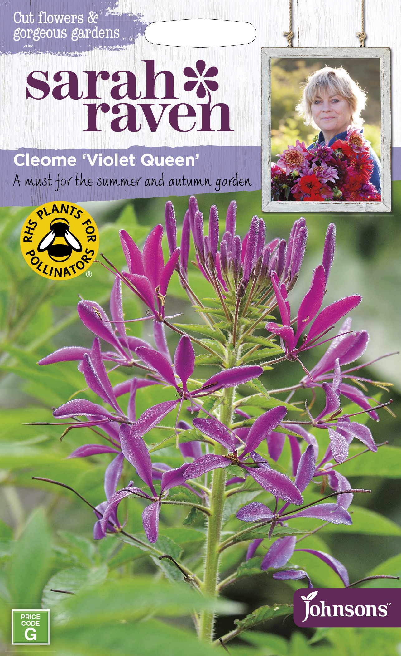 Cleome Violet Queen