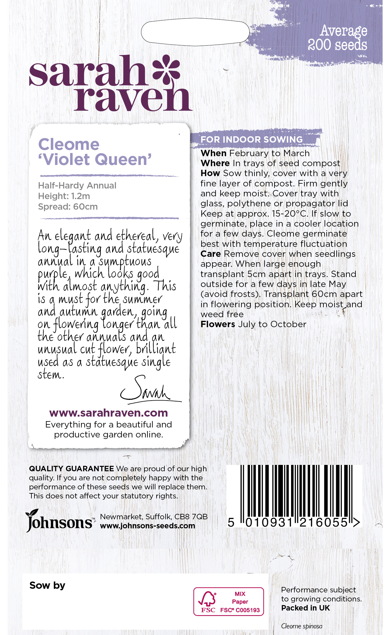 Cleome Violet Queen - Image 2