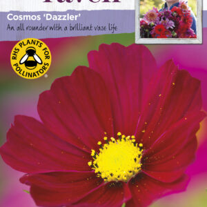 Cosmos Dazzler