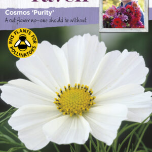 Cosmos Purity
