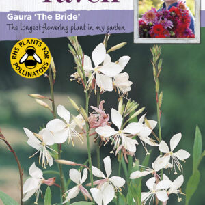 Gaura The Bride