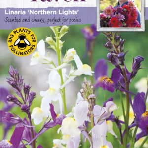 Linaria Northern Lights