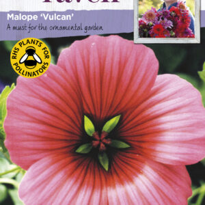 Malope Vulcan