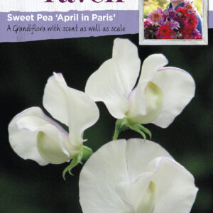 Sweet Pea April In Paris