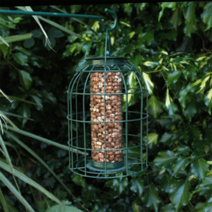 The Squirrel Resistant Wild Bird Nut Feeder keeps your high-protein peanuts reserved for the birds. Stop the frustration of watching squirrels empty your feeder and welcome back a vibrant, song-filled sanctuary. This durable design ensures your feathered friends can feast in peace, keeping your garden lively and your seed budget intact.